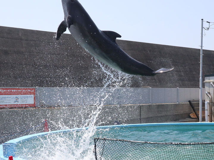 室戸ドルフィンセンター › イルカのジャンプ